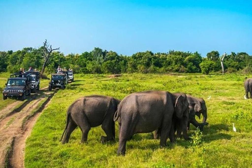 Elephant Safari