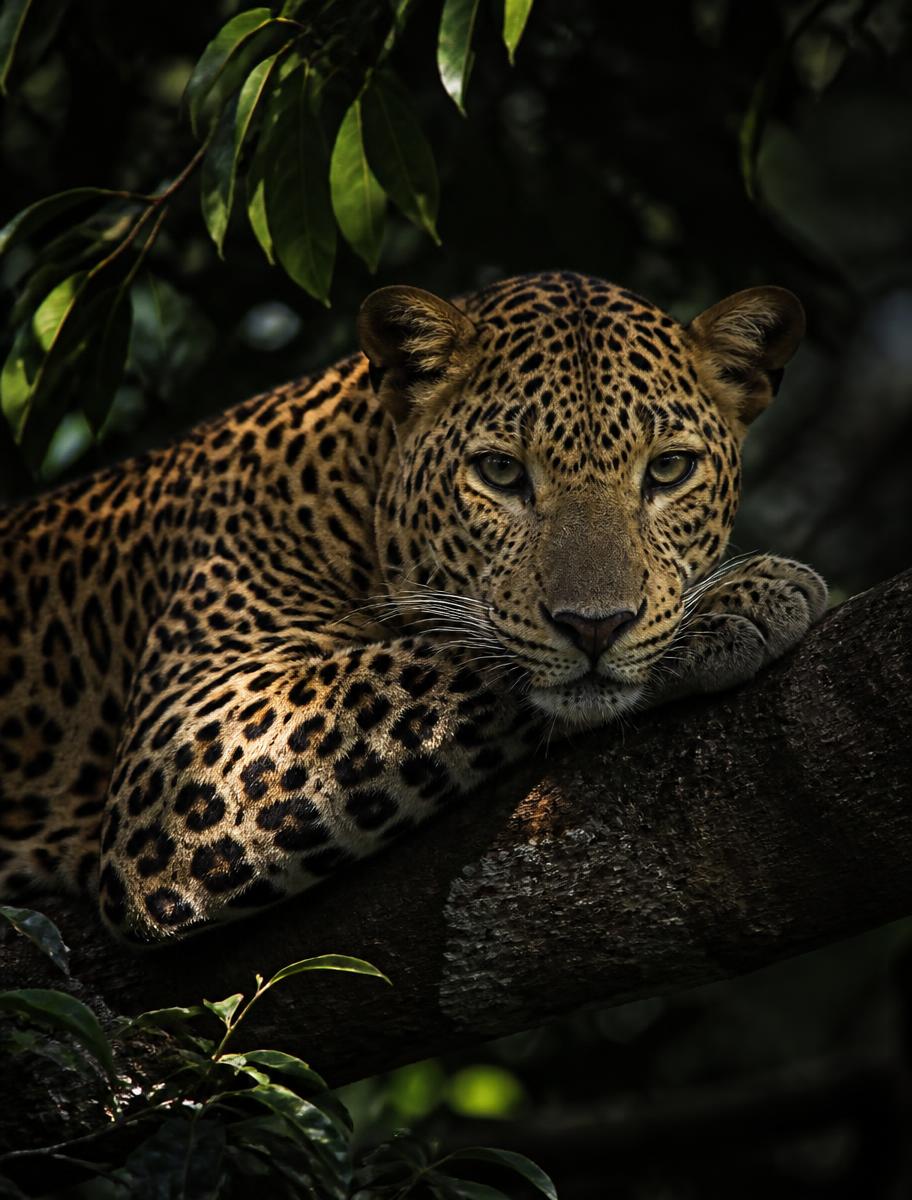 A leopard resting on a branch in the Sri Lankan jungle
